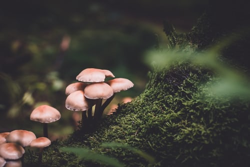Medicinal Mushrooms As Anti-Cancer Superstars 